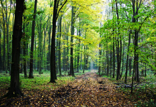 Păduri de lângă București în care poți evada atunci când ai zile libere
