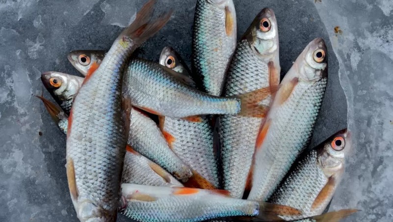 Peștele a fost contaminat cu metale grele și vânzarea a fost oprită. ANPC amendează mai mulți dealeri din București și Ilfov
