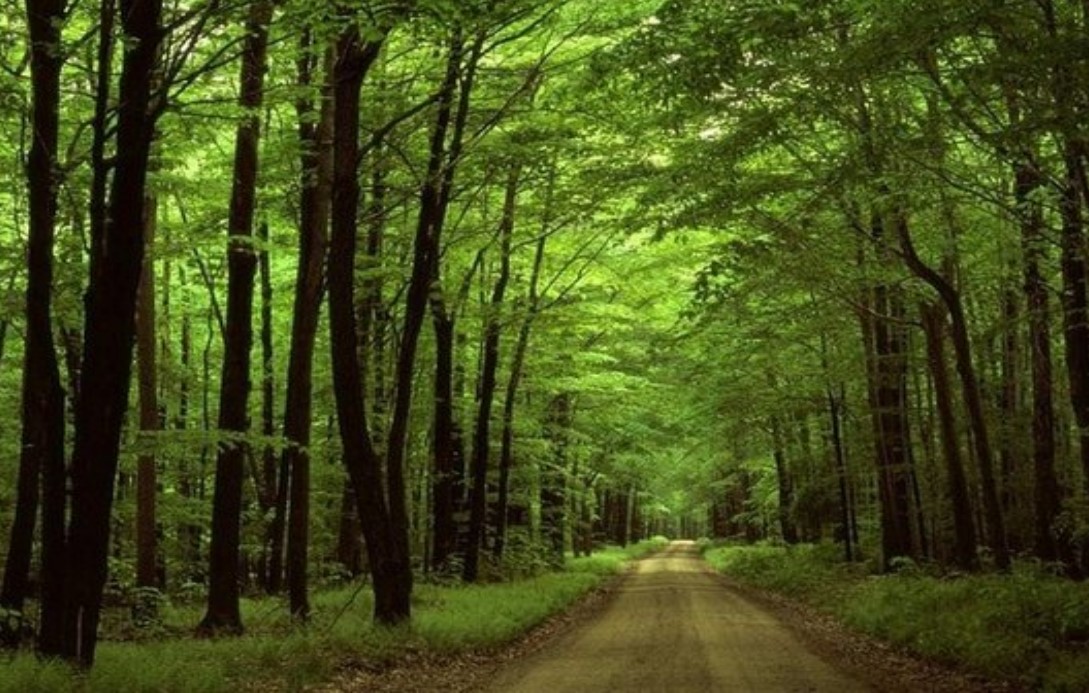 Unul dintre drumurile prin pădure accesibile atât pe jos, dar și cu mașina. Un drum care oferă și frumusețe și liniște în același timp
